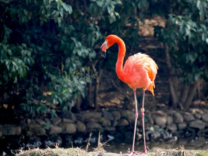Parco zoologico di Lange Erlen